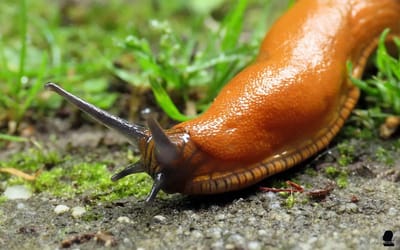 Ferrarium aaltjes tegen slakken voor 60m² - Slakken bestrijden - Aaltjes tegen slakken - Ongediertewering - naaktslakken bestrijden - moestuin slakken verwijderen - ecologische manier van slakken verwijderen