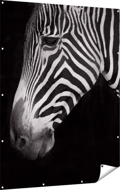 Gards Tuinposter Zebra Kop vanaf de Zijkant - Zwart Wit - 120x160 cm - Tuindoek - Tuindecoratie - Wanddecoratie buiten - Tuinschilderij