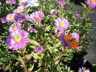 6x Aster - Aster n.b. 'Sarah Ballard' | 9x9 cm pot
