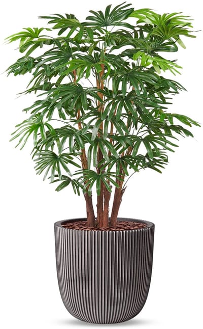 Kunstplant Fortunei palm in Planter Ball groove antraciet H125 cm