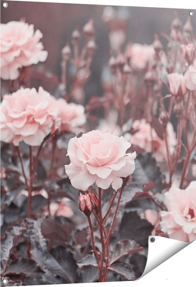 Gards Tuinposter Roze Rozen Bloemen - 80x100 cm - Tuindoek - Tuindecoratie - Wanddecoratie buiten - Tuinschilderij