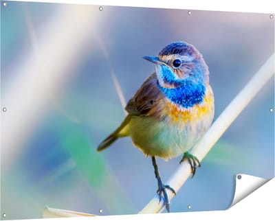 Gards Tuinposter Kleurrijke Blauwborst Vogel op een Tak - 150x100 cm - Tuindoek - Tuindecoratie - Wanddecoratie buiten - Tuinschilderij