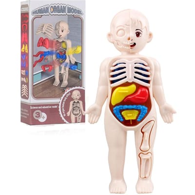 Montessori Speelgoed Kinderen Wetenschappelijk Onderwijs Menselijk Lichaam Orgaan Anatomie Model DIY Gemonteerd Medische Lesmaterialen Voor Kinderen Cadeaus beige