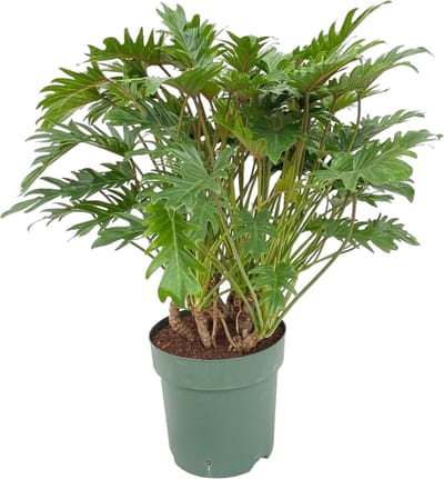 Trendyplants - Philodendron Xanadu - Kamerplant - Hoogte 70-90 cm - Potmaat Ø22cm
