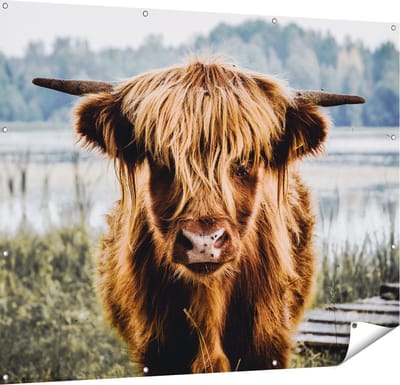 Gards Tuinposter Schotse Hooglander Koeienkop bij een Meer - 150x120 cm - Tuindoek - Tuindecoratie - Wanddecoratie buiten - Tuinschilderij