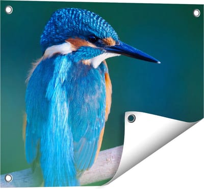 Gards Tuinposter Blauwe IJsvogel op een Tak - 50x40 cm - Tuindoek - Tuindecoratie - Wanddecoratie buiten - Tuinschilderij