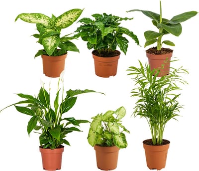 Bloomique - Mix van 6 - Groene Kamerplanten Mix - Bananenplant - Koffieplant - Syngonium - Chamaedorea - Lepelplant - Dieffenbachia - Hoogte 20-40 cm - Pot 12 cm