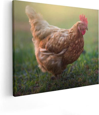 Artaza Canvas Schilderij Kip Op Gras - 50x40 cm - Wanddecoratie Dierenschilderij - Muurdecoratie Woonkamer - Kamer Accessoires