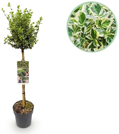 Green boutiQ - Tuinplant - Euonymus fortunei Emerald Gaiety - Plant op stam - Terras Plant - Bladhoudend - Weinig Onderhoud - Pot 19cm Hoogte 90cm