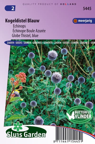 Sluis Garden - Kogeldistel blauw (Echinops)