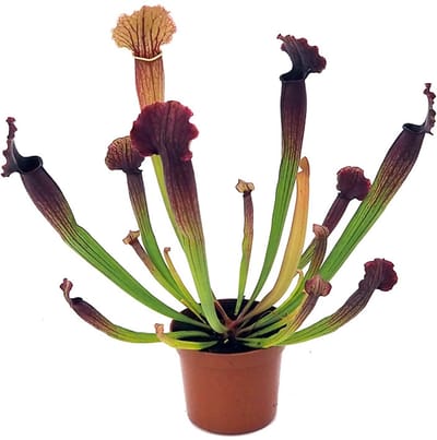 JUNAVERA Sarracenia | In 9 cm pot