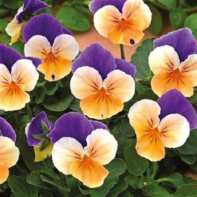Viooltje Twix F1 Azure Twillight