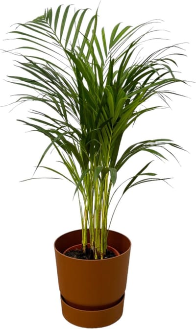 Areca palm - ↨85cm - Ø19cm inclusief elho Greenville Round bruin D24xH23