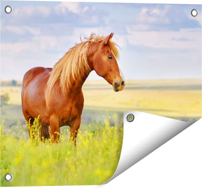 Gards Tuinposter Bruin Paard in de Wei - 50x40 cm - Tuindoek - Tuindecoratie - Wanddecoratie buiten - Tuinschilderij