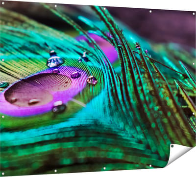 Gards Tuinposter Kleurrijke Pauw Veer met Waterdruppels - 160x120 cm - Tuindoek - Tuindecoratie - Wanddecoratie buiten - Tuinschilderij