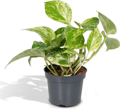 Epipremnum Scindapsus Marble Queen - Ø 12 cm - Hoogte: 15 cm - Drakenklimop Klimplant Hangplant