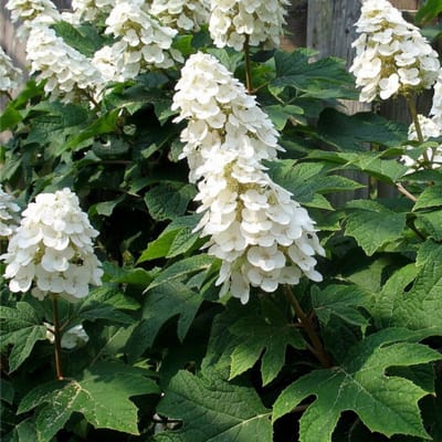 Hydrangea quercifolia 'Ice Crystal' 30-40cm - Eikenbladhortensia, sierheester met bijzondere bladeren en bloei