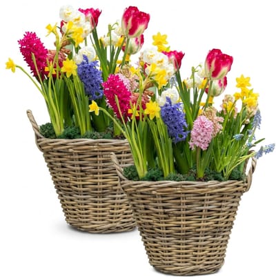 Mega Collections Plantenmand - 2x - bloemenmand - D50 x H40 cm - rond - rotan gevlochten - rieten mand