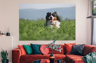Canvas schilderij 150x100 cm - Wanddecoratie Een Berner Sennenhond tussen het hoge gras - Muurdecoratie woonkamer - Slaapkamer decoratie - Kamer accessoires - Schilderijen