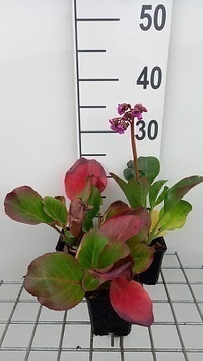 6x Schoenlappersplant - Bergenia purpurascens | 9x9 cm pot
