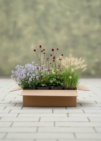 Summer Contrast Mix Borderpakket - 45 St. (5m²) - 12x Bergsteentijm, 15x Pimpernel, 18x Vedergras - Heijnen Planten