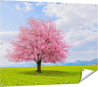 Gards Tuinposter Roze Sakura Bloesem Boom in het Groene Veld - 120x90 cm - Tuindoek - Tuindecoratie - Wanddecoratie buiten - Tuinschilderij