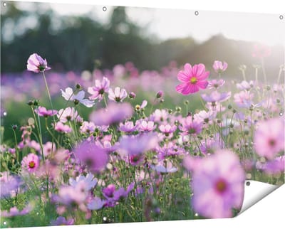 Gards Tuinposter Bloemenveld met Paarse Kosmos - 150x100 cm - Tuindoek - Tuindecoratie - Wanddecoratie buiten - Tuinschilderij