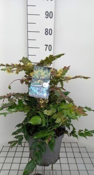 Mahonia jap. 'Hivernant' - Mahoniestruik, Hulstberberis 50- 60 cm in pot
