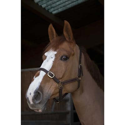Halster voor paarden Norton Club Cuir