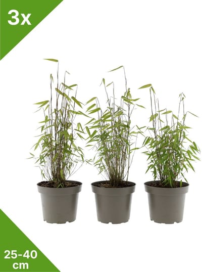 GARDENZO - 3x Fargesia 'Asian Wonder' rode bladhoudende niet woekerende Bamboe in C1- 25-40 cm