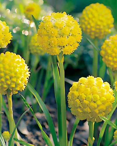 Ananasbloem Zaden Cephalophora Aromatica Eenjarig