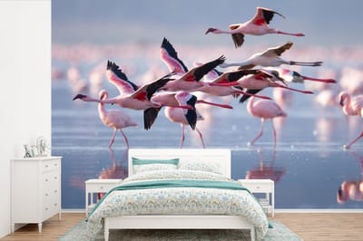 Behang - Fotobehang Flamingo - Vogel - Water - Roze - Breedte 600 cm x hoogte 400 cm