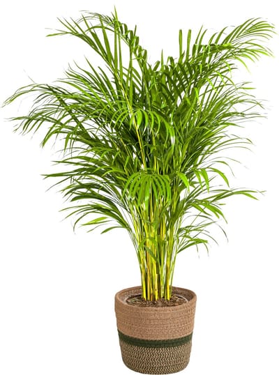Plantenboetiek.nl | Dypsis Areca Lutescens met mand - Ø24cm - 120-140cm hoog - Kamerplant - Groenblijvend