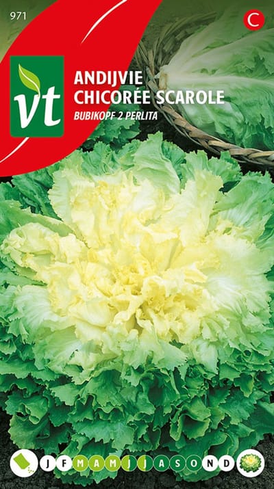 Andijvie Bubikopf 2/ Perlita - Knapperige andijvie voor smakelijke rauwkost