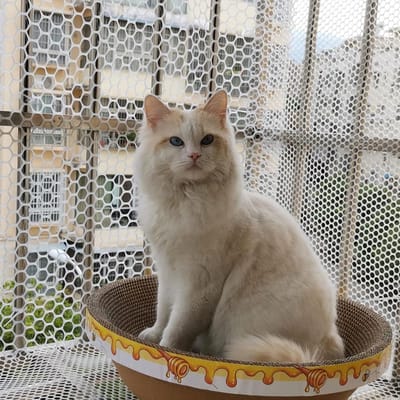Kattenveiligheidsnet - Anti-valbescherming - Veiligheid Buiten - Klein Maashout - 15x2 Meter - Wit