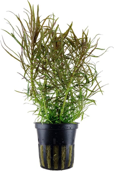Aquafleur Pogostemon Stellata in 5 cm pot
