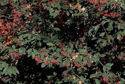 Cotoneaster lacteus - Grootbladige Glasmispel 40 - 60 cm in pot
