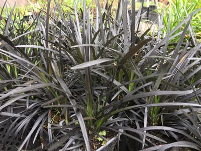 6 x Ophiopogon planiscapus 'Niger' - Slangebaard - P9 Pot (9 x 9cm) - Dima Vaste Planten