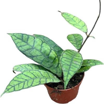 Green Harmony - Hoya Callistophylla - Ø10,5cm - cm