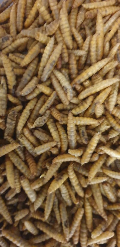 BSF Buddies 500 gram