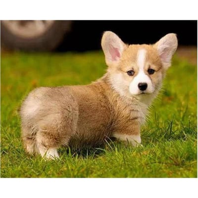 Peinture diamant 5d à faire soi-même, broderie complète de diamant rond, Pembroke Welsh Corgi chien, point de croix 40X50CM