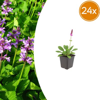 Tuinplantenshop.com | Stachys mon. 'Hummelo' | 24 stuks - Ø9cm - 10-25cm hoog - Tuinplant