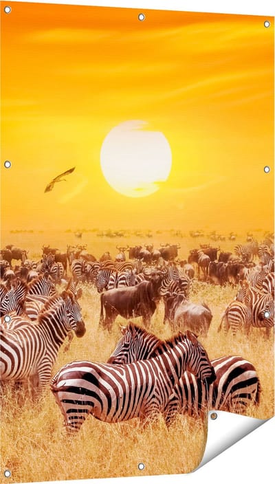 Gards Tuinposter Kudde Zebra's bij een Oranje Zonsondergang - 80x120 cm - Tuindoek - Tuindecoratie - Wanddecoratie buiten - Tuinschilderij