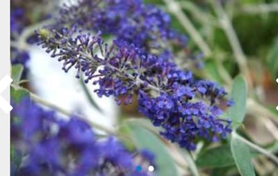 Buddleja davidii ' Adonis Blue' - Vlinderstruik 30 - 40 cm in pot