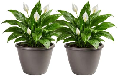 Mega Collections Plantenpot / bloempot Essence Lima - 2x - kunststof - taupe - binnen/buiten - D50 x H40 cm