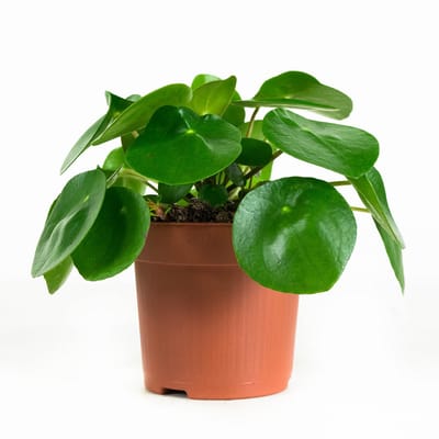 Pilea peperomioides - Hoogte 20cm - Pot 12cm
