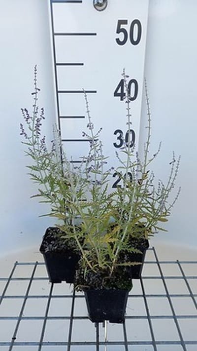 6x Blauwspirea - Perovskia atripl. 'Blue Jean Baby' | 9x9 cm pot