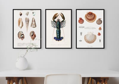 Fotowand Vintage Zeedieren - Kreeft & Schelpen - Poster Set van 3 - 70x50 cm - Botanisch - Art Prints - Natuur Schoolplaat