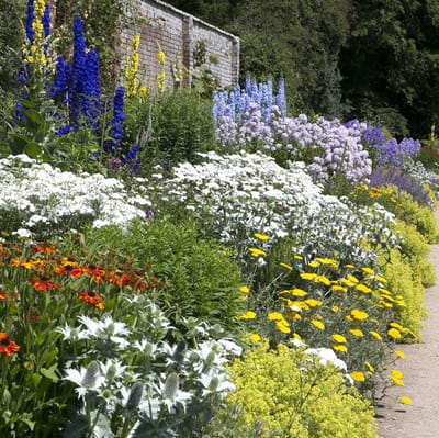 Tuinborder Wit, Blauw & Geel - Modeste Herwig (30 planten) - Bijen-Vlinders - Bodembedekkers - Geurend - Snijbloemen - Vaste planten