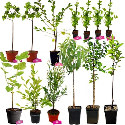 Voedselbos pakket - Exotisch en winterhard! - 13 Fruitplanten - Op 20m2 Wildplukken - Permacultuur moestuin